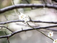 [Photobook] ふわふわ 聖璃とあ ヌード写真集