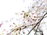 [Photobook] 望月あやか グラビア写真集 ことの始まり