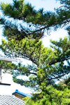 [Photobook] うみに溺れて 及川うみ【グラビア写真集】