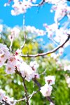 [Photobook] うみに溺れて 及川うみ【グラビア写真集】