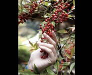 [Photobook] 街山みほ デジタル写真集 Scarlet