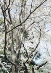 [Photobook] 七ツ森りりデジタル写真集 とられち(No Watermark)