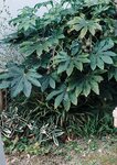 [Photobook] 七ツ森りりデジタル写真集 とられち(No Watermark)