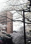 [Photobook] 七ツ森りりデジタル写真集 とられち(No Watermark)