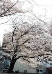 [Photobook] 七ツ森りりデジタル写真集 とられち(No Watermark)