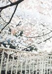[Photobook] 七ツ森りりデジタル写真集 とられち(No Watermark)