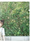 [Photobook] 天音まひな デジタル写真集 とられち(No Watermark)