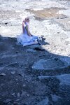 [Cosplay] G44 不会受伤 - Flowered 未花