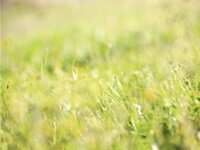 [Photobook] 丹羽すみれ オフィシャルヌード写真集 純恋