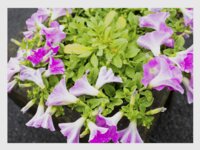 [Photobook] 唯奈みつき グラビア写真集 この胸のときめき[47P-PNG]