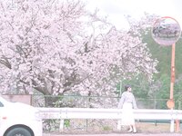[Fantia] 2024年3月限定 音琴ひつじ 恋羊
