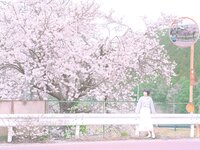 [Fantia] 2024年3月限定 音琴ひつじ 恋羊