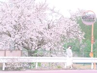 [Fantia] 2024年3月限定 音琴ひつじ 恋羊