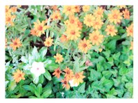 [Photobook] 優梨まいな ヌード写真集 奇跡[167P]