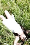 [AllGravure] Hitomi Miyake 三宅ひとみ - Innocent Hitomi