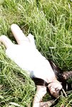 [AllGravure] Hitomi Miyake 三宅ひとみ - Four Leaf