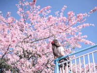 [Cosplay] myeo0 萌芽儿o0 - Kapok 异木棉花