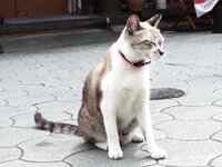 [Photobook] 美尻 リゾート いろは 美尻美女写真集 (HMJM)