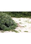 [Photobook] 草野綾1st写真集 あめ色の空に