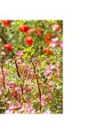[Photobook] まだ見ぬ世界へ 春原未来【ヌード写真集】