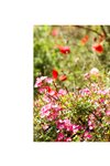 [Photobook] まだ見ぬ世界へ 春原未来【ヌード写真集】