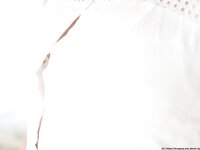 [LOVEPOP] Gravure No.116 - Umi Higashino 東野羽海 Photoset 05 [88P34.2 Mb]