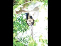 FRIDAY GOLD ちーまき フェアリーの誘惑