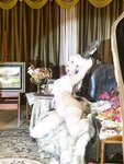 [Cosplay] 蠢沫沫 芭蕾猫