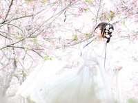 [Cosplay] Nyako 喵子- Sakura Hanfu Flower Goddess Prayer 樱花汉服 花神祈愿
