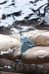 FRIDAYデジタル写真集 志田音々 オトナなねねまる Vol.2  １００ページ超豪華版(2024-05-24)