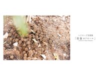 [Photobook] 美ノ嶋めぐり 撮り下ろしヘアヌード写真集 青春＃アオハル