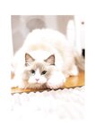 [Photobook] 2024.03.20 石川澪写真集「21」