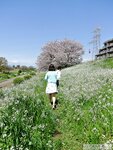 [Graphis] 2017-05-31 Gals - Mitsuha Kikukawa 菊川みつ葉 Flesh Seedlings (135P+4Vid)