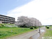 [Graphis] 2017-05-31 Gals - Mitsuha Kikukawa 菊川みつ葉 Flesh Seedlings (135P+4Vid)