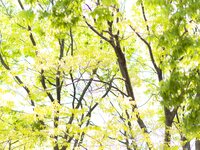 [Fantia] 毎眠かのん - 夏恋模様