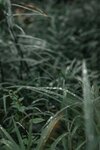 [Photobook] けん研???? (けんけん) くの一忍法お色気の術DL写真集