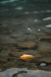[Photobook] けん研???? (けんけん) くの一忍法お色気の術DL写真集