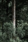 [Photobook] けん研???? (けんけん) くの一忍法お色気の術DL写真集