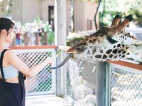 [Photobook] 桜井玲香２ｎｄ写真集　視線(2019-11-26)
