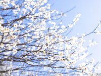 [Graphis] Gals – Ema Yano 矢埜愛茉 Naturally Vol 01