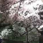 Negi Kujyo 九条ねぎ Instagram Collection (2136PICS&VIDS) (2022.03.24)