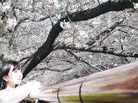 Negi Kujyo 九条ねぎ Instagram Collection (2136PICS&VIDS) (2022.03.24)