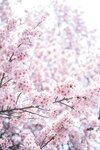 [Cosplay] elyee子 2025年4月订阅 [92P9V-310M]