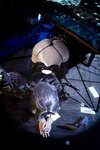 [Cosplay] 九曲Jean - 碧蓝航线 柴郡 绚烂夜梦