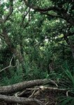 [Photobook]【電子版だけの特典カット付き】奈月セナ写真集『ｓｅｎａｉｓｍ』