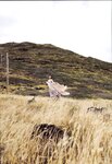 [Photobook] 2023.10.30 モーニング娘。'23 譜久村聖 ラスト写真集 『 LAST SCENE 』