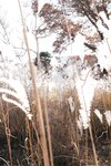 FRIDAYデジタル写真集 街山みほ「Ｓｃａｒｌｅｔ　スペシャルＥｄｉｔｉｏｎ　ｖｏｌ．１」