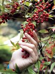 [Photobook] 街山みほ【Scarlet】
