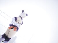 [Cosplay] [Shooting Star's] SAKU サク - Dangerous Beast