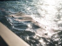 [Photobook] 芽衣 写真集 芽ばえちゃう (Wunder Publishing House)